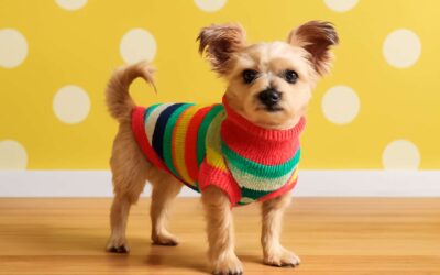 Discover Stylish and Affordable Dog Clothing at Kmart to Keep Your Pup Trendy and Cozy