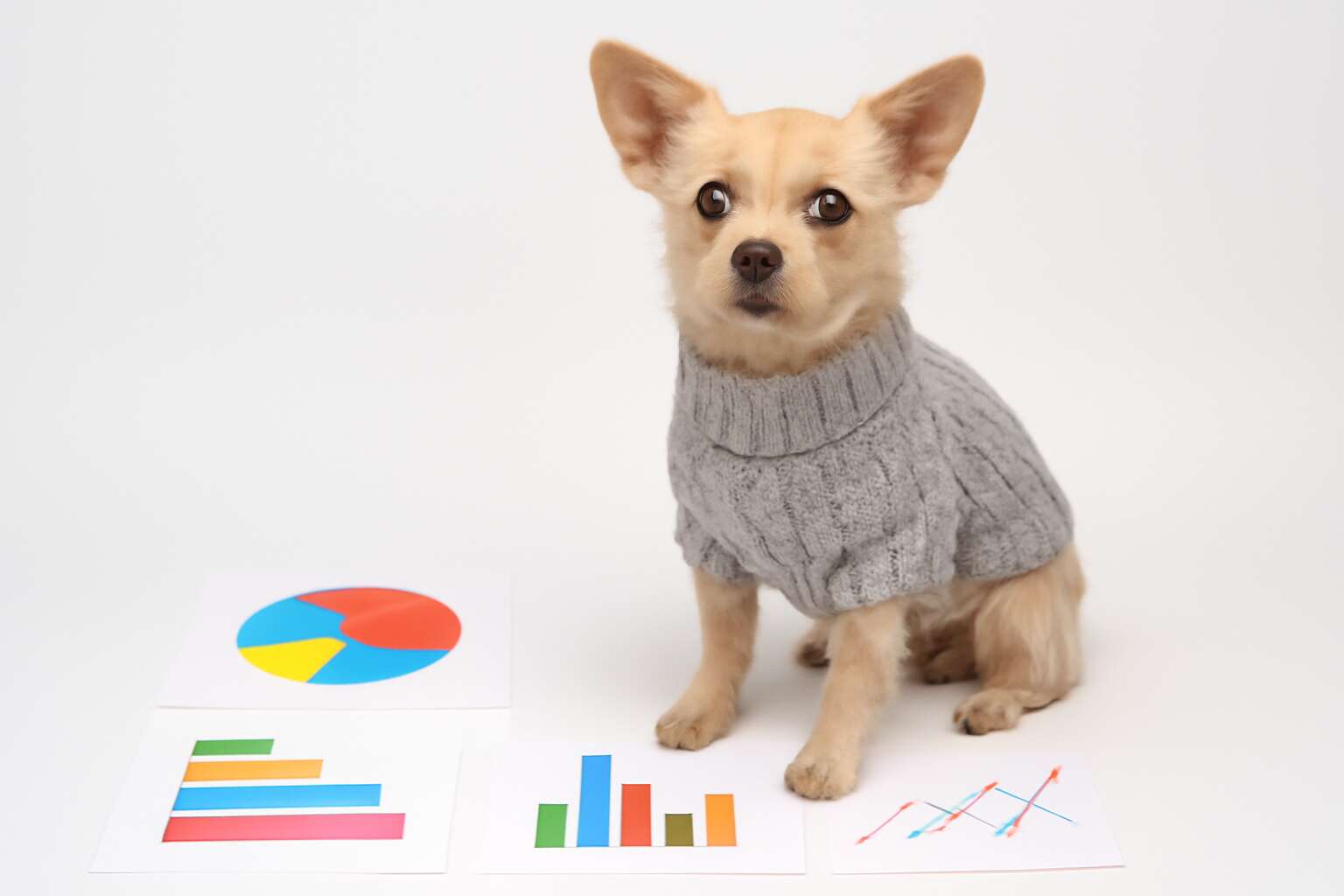dog clothing industry statistics
