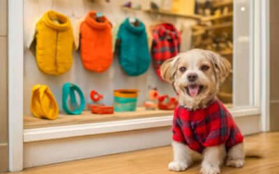 Find dog clothing nearby and spoil your pup with stylish outfits today